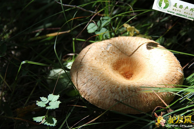 0818-0820��Ұ����֮���ϲ�ԭ 193.jpg